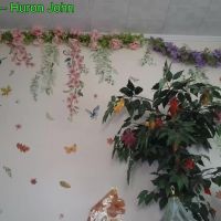 Aliceriverscam