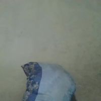 Prettycarl_2